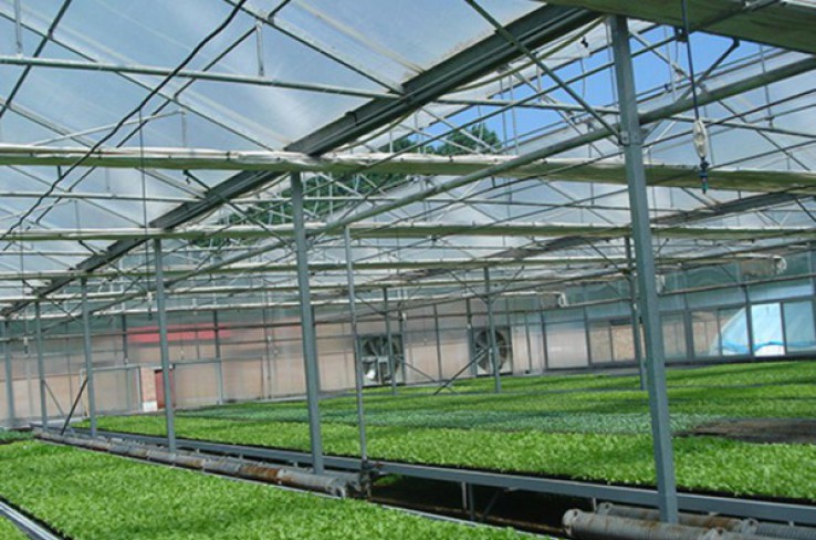Solar panel greenhouse